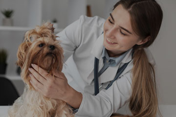 DS Veterinary Science